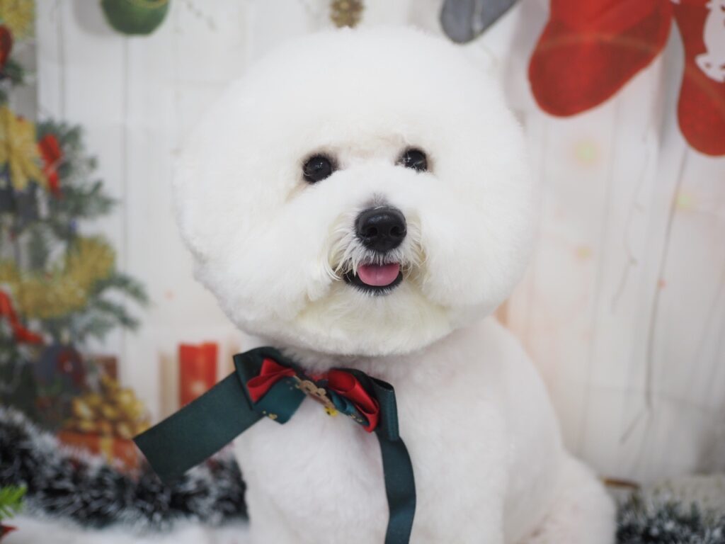 クリスマスの装飾をつけたビションフリーゼ