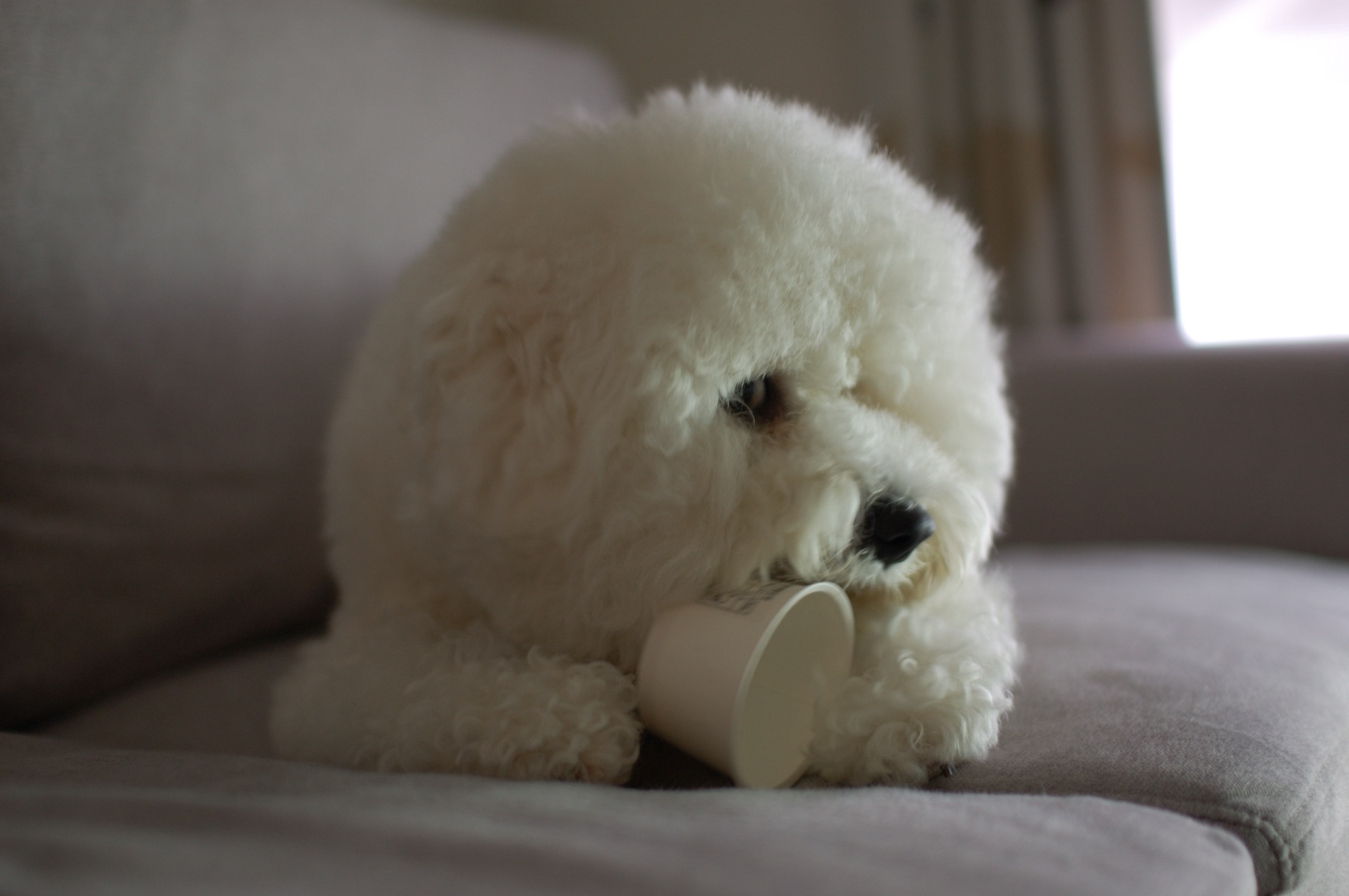 犬の写真を撮るのは難しいという話